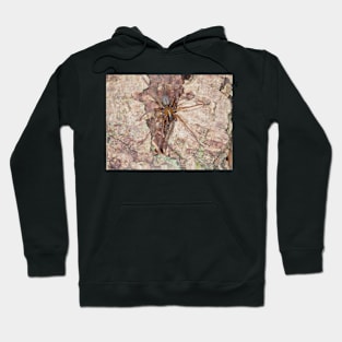 Callobius pictus or similar hacklemesh weaver spider Hoodie